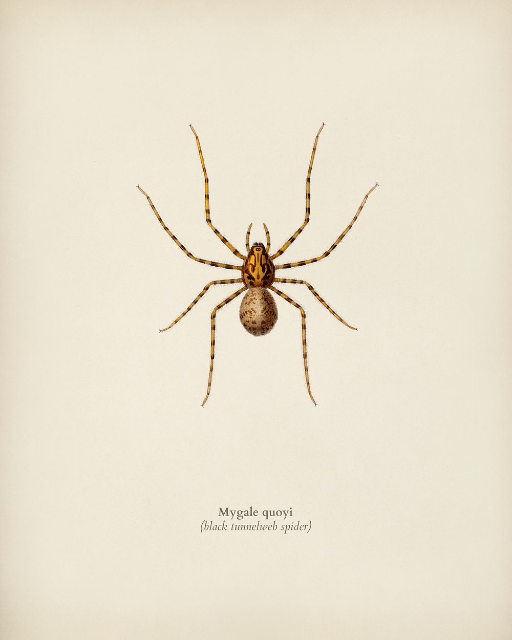 Black tunnelweb spider (Mygale quoyi) illustrated by Charles Dessalines D' Orbigny (1806-1876). Digitally enhanced from our…