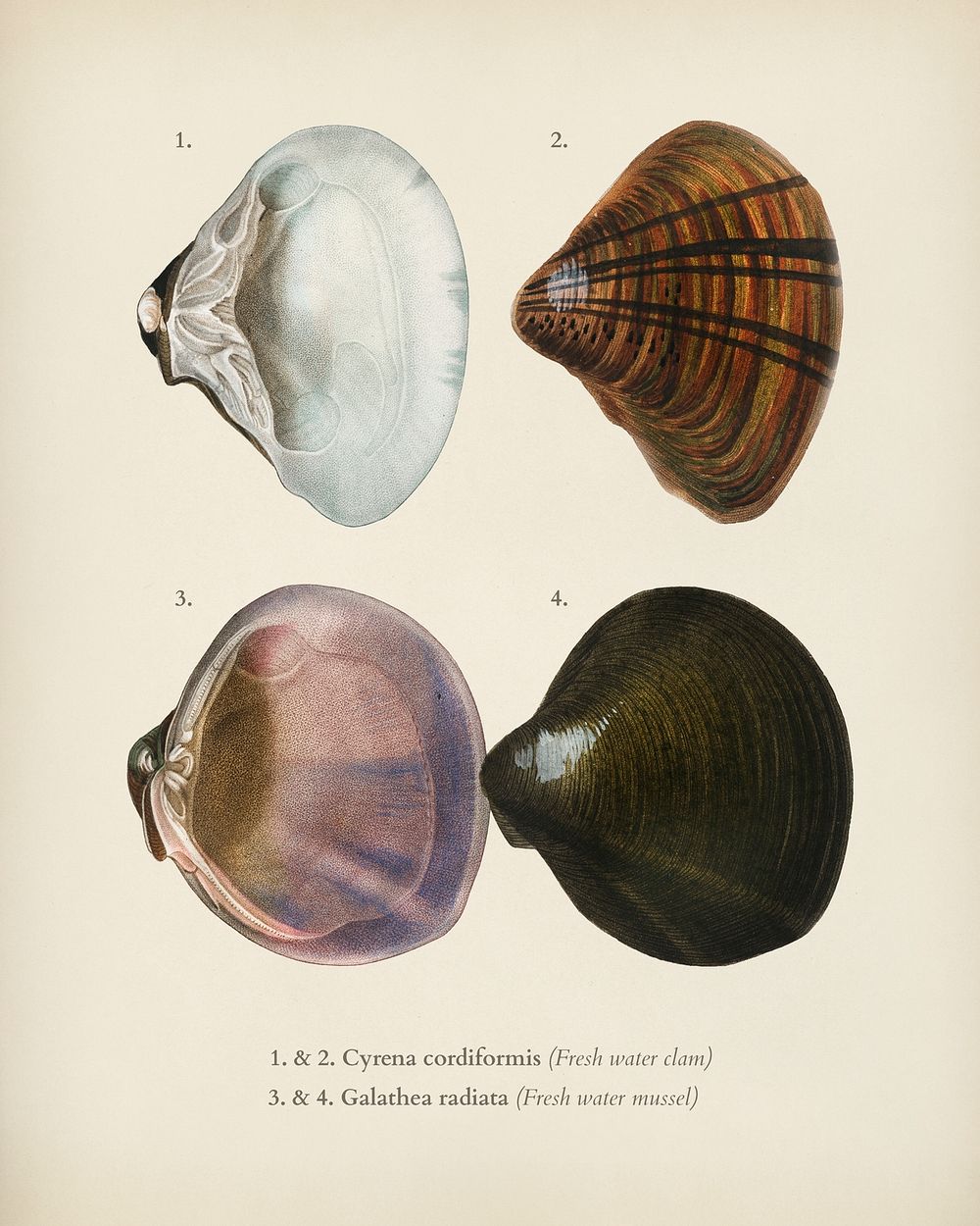 Different types of mollusks illustrated by Charles Dessalines D' Orbigny (1806-1876). Digitally enhanced from our own 1892…