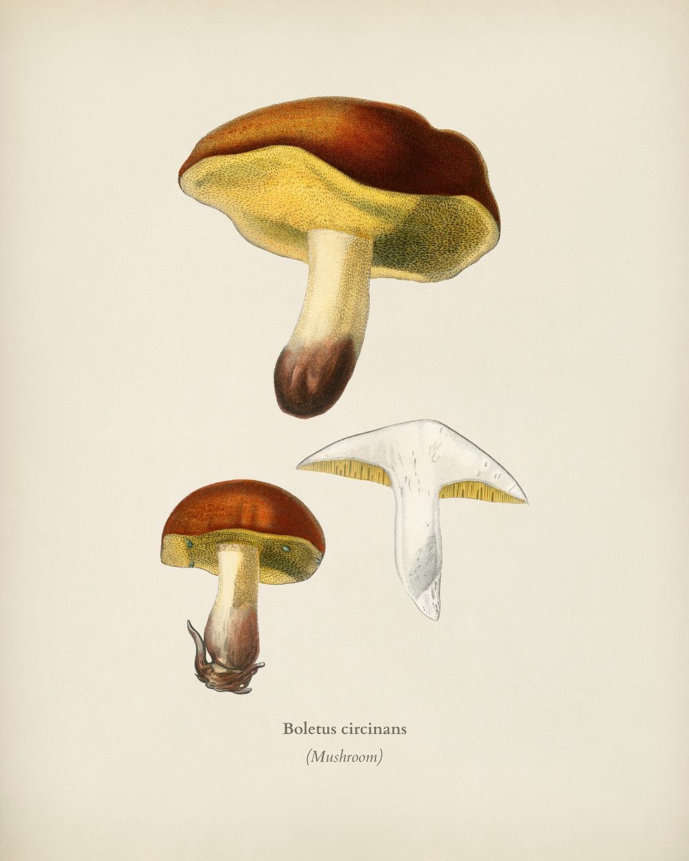 Mushroom (Boletus circinans) illustrated by Charles Dessalines D' Orbigny (1806-1876). Digitally enhanced from our own 1892…