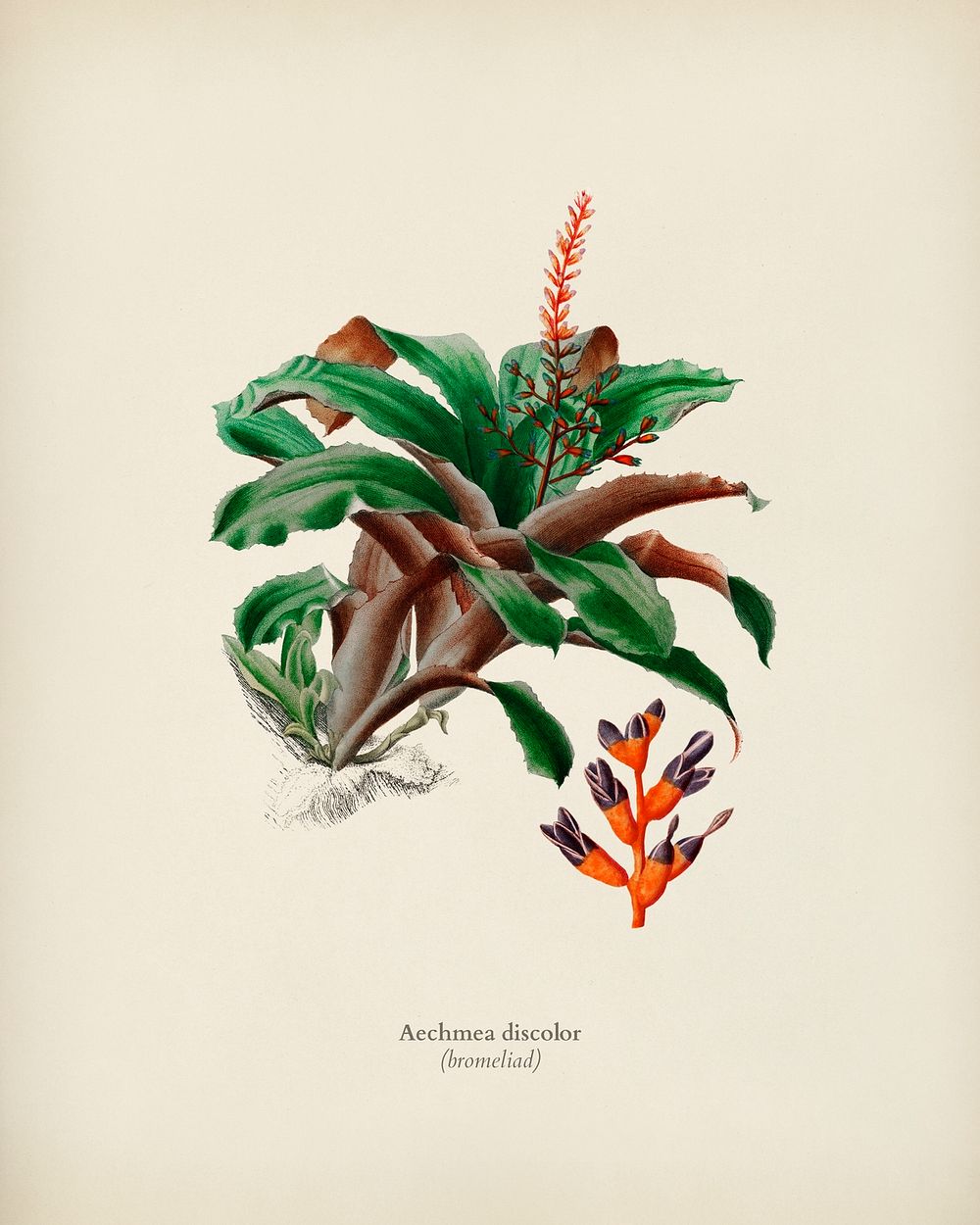 Bromeliad (Aechmea discolor) illustrated by Charles Dessalines D' Orbigny (1806-1876). Digitally enhanced from our own 1892…