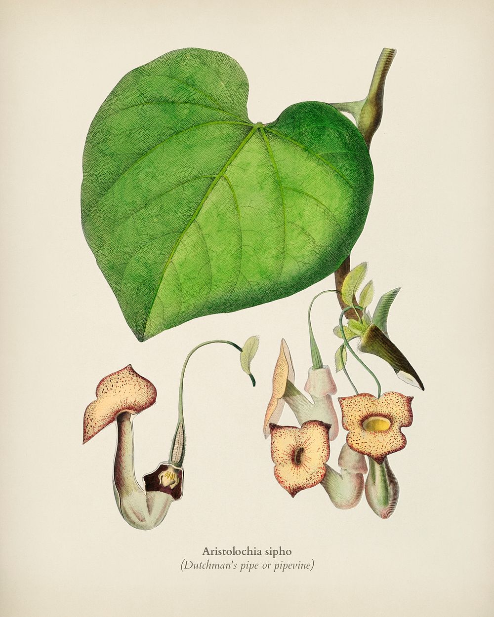 Pipevine (Dutchman's pipe) illustrated by Charles Dessalines D' Orbigny (1806-1876). Digitally enhanced from our own 1892…