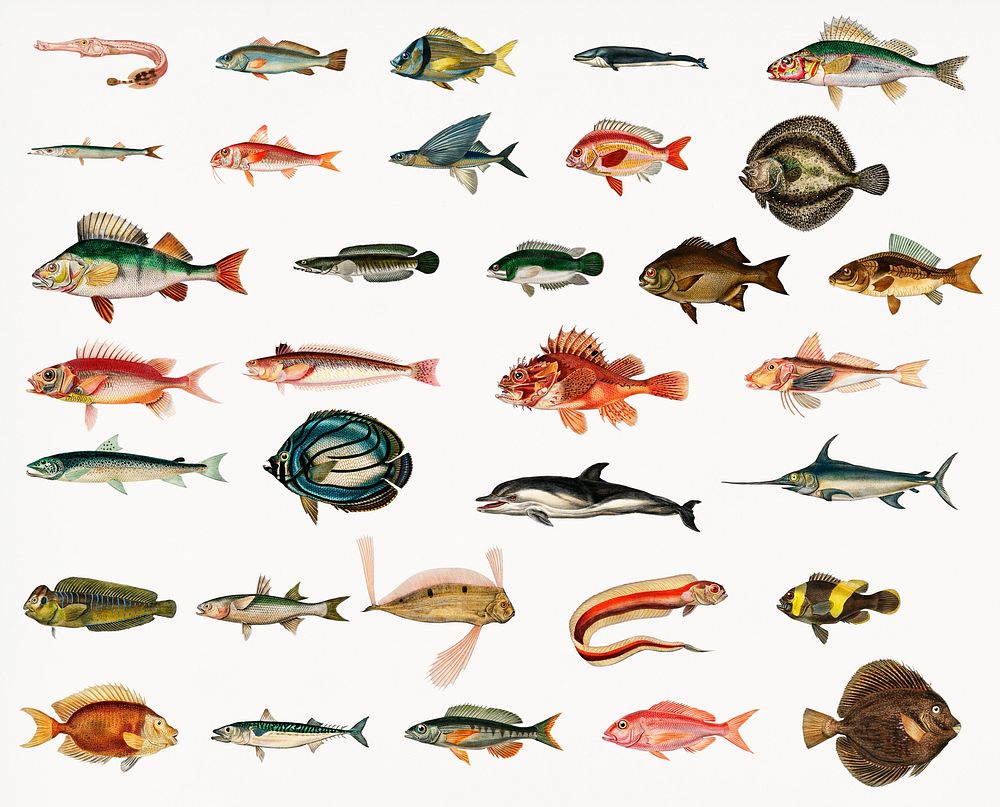 Different types of fishes illustrated by Charles Dessalines D' Orbigny (1806-1876) Digitally enhanced from our own 1892…
