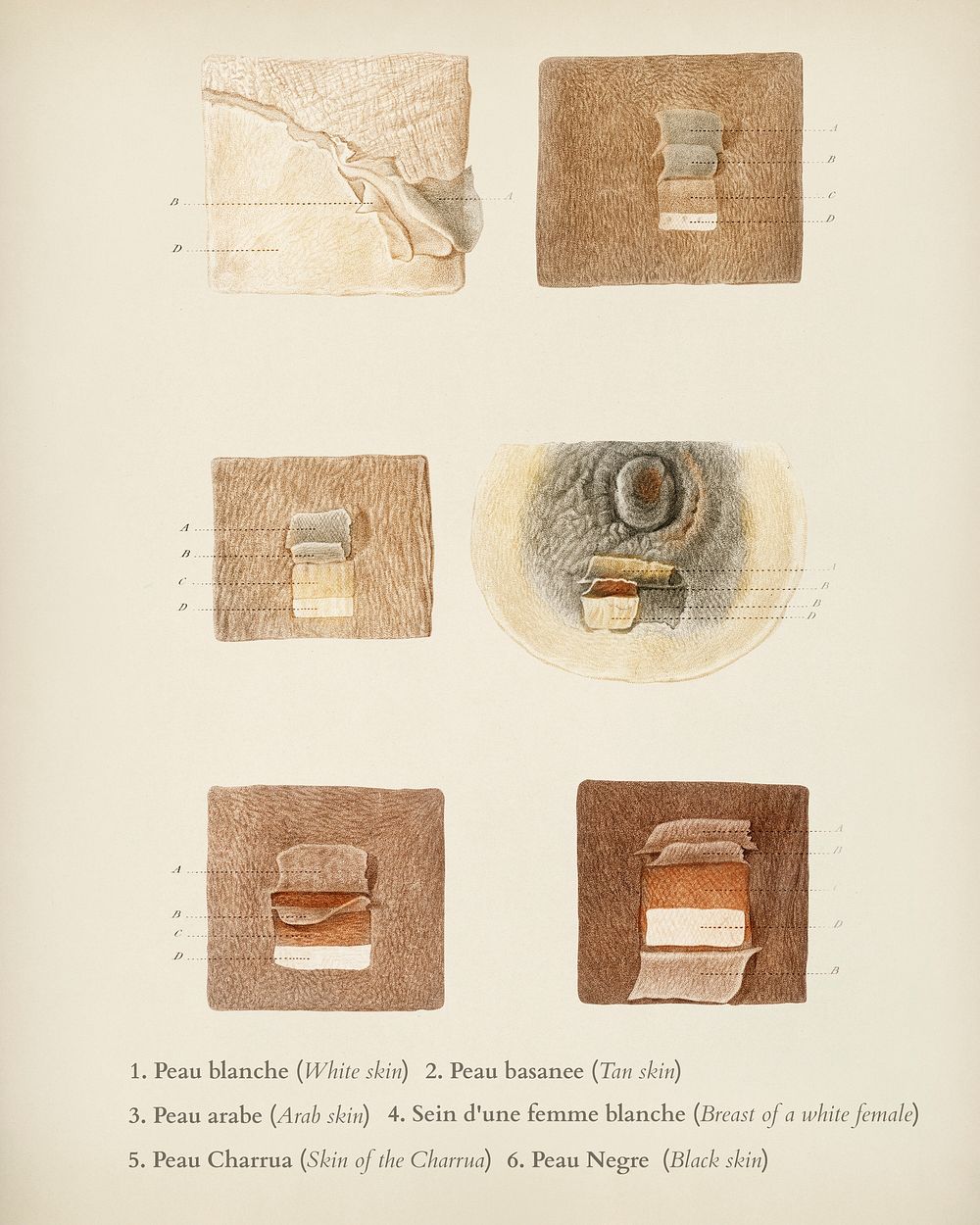 Human skin layers illustrated by Charles Dessalines D' Orbigny (1806-1876). Digitally enhanced from our own 1892 edition of…
