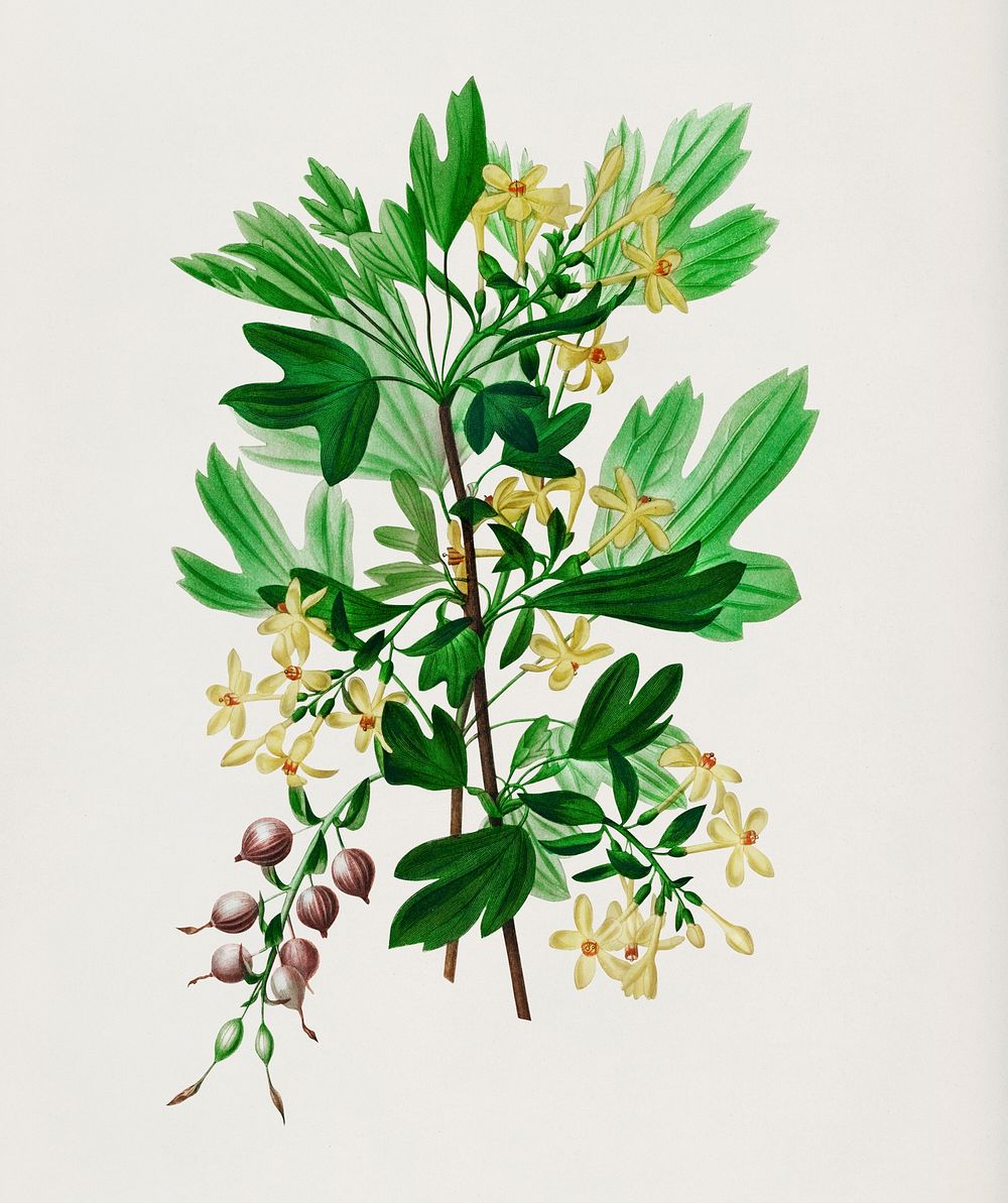 Ribes Aureum illustrated by Charles Dessalines D' Orbigny (1806-1876). Digitally enhanced from our own 1892 edition of…