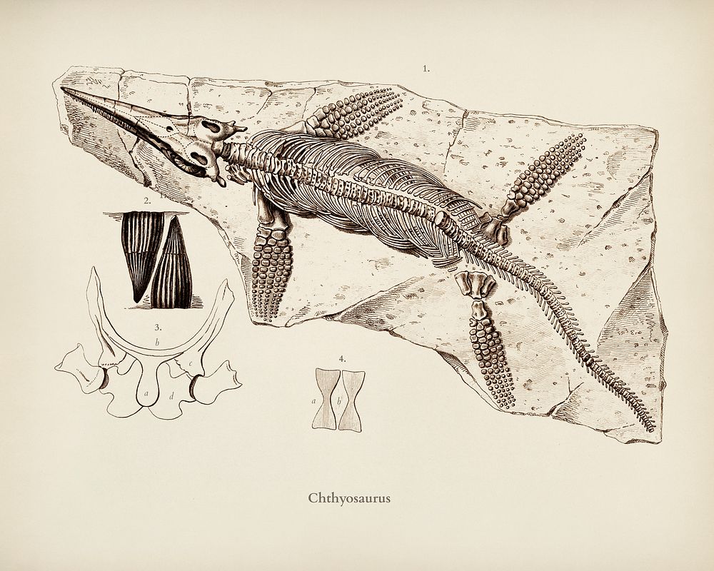 Chthyosaurus illustrated by Charles Dessalines D' Orbigny (1806-1876). Digitally enhanced from our own 1892 edition of…
