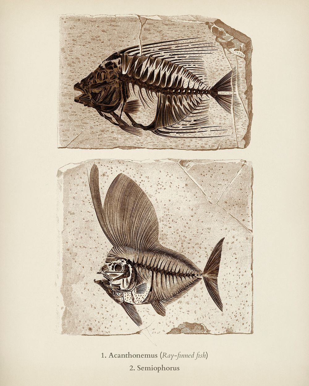 Ray-finned fish (Acanthonemus) and Semiophorus illustrated by Charles Dessalines D' Orbigny (1806-1876). Digitally enhanced…