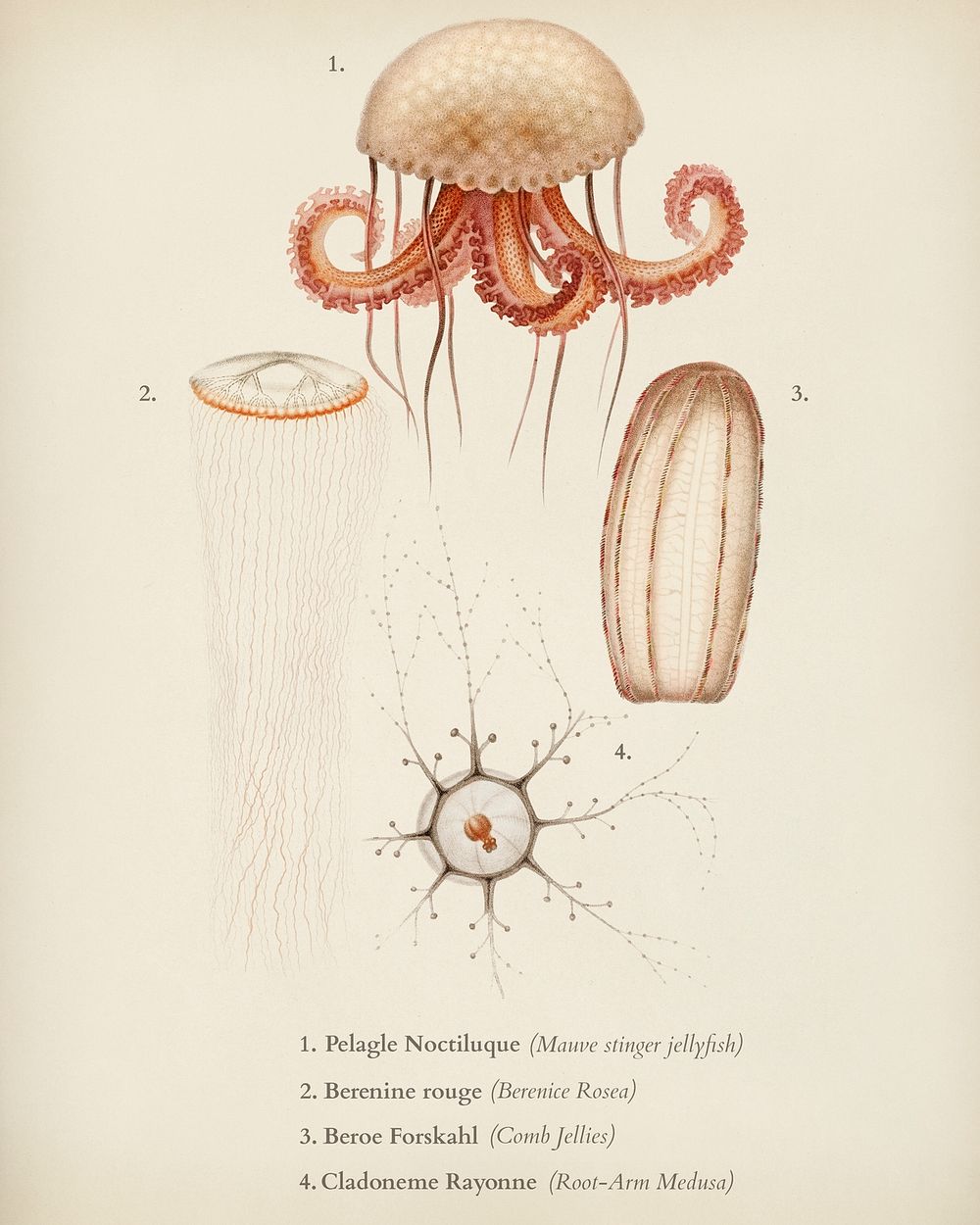 Different types of marine life illustrated by Charles Dessalines D' Orbigny (1806-1876). Digitally enhanced from our own…