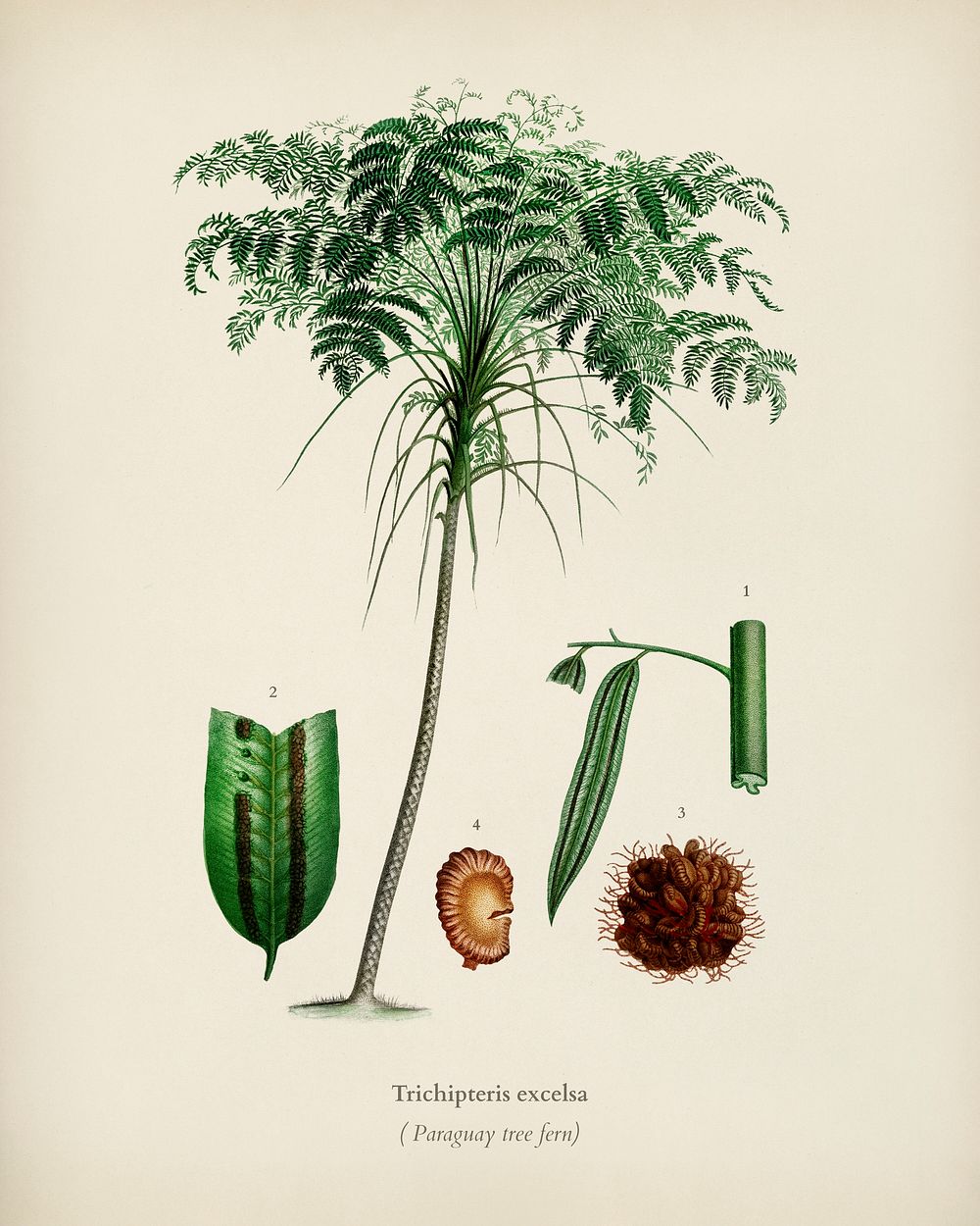 Trichipteris excelsa illustrated by Charles Dessalines D' Orbigny (1806-1876). Digitally enhanced from our own 1892 edition…