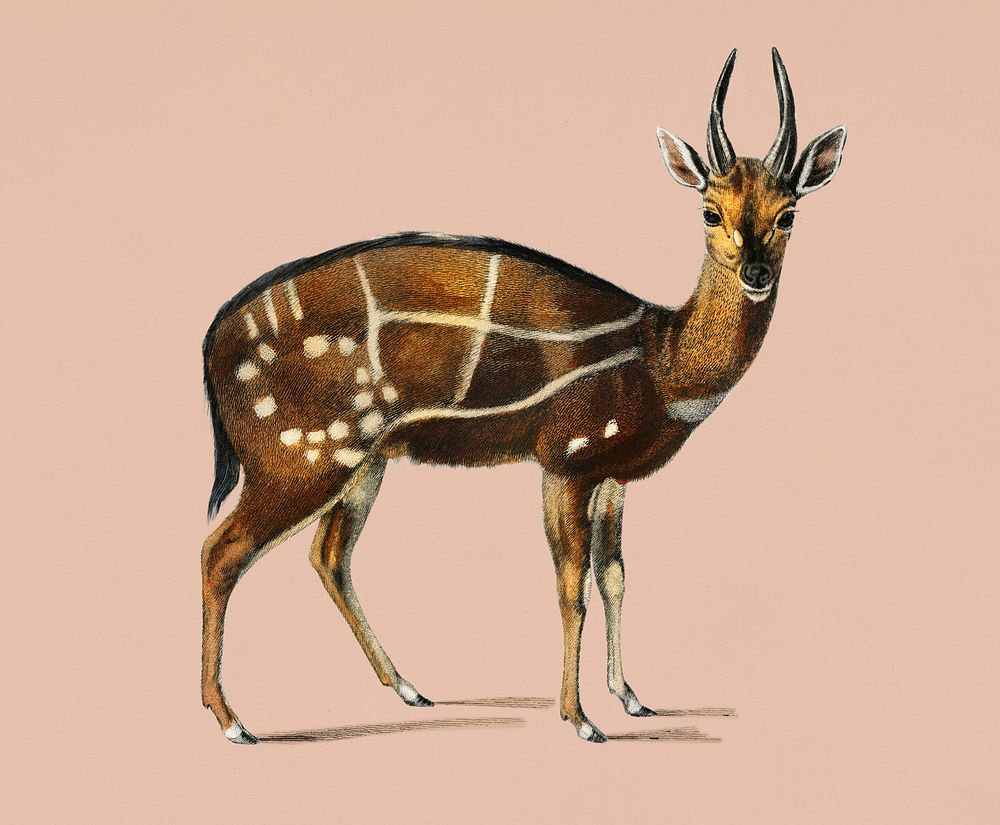 Vintage Illustration of Antilope guib.