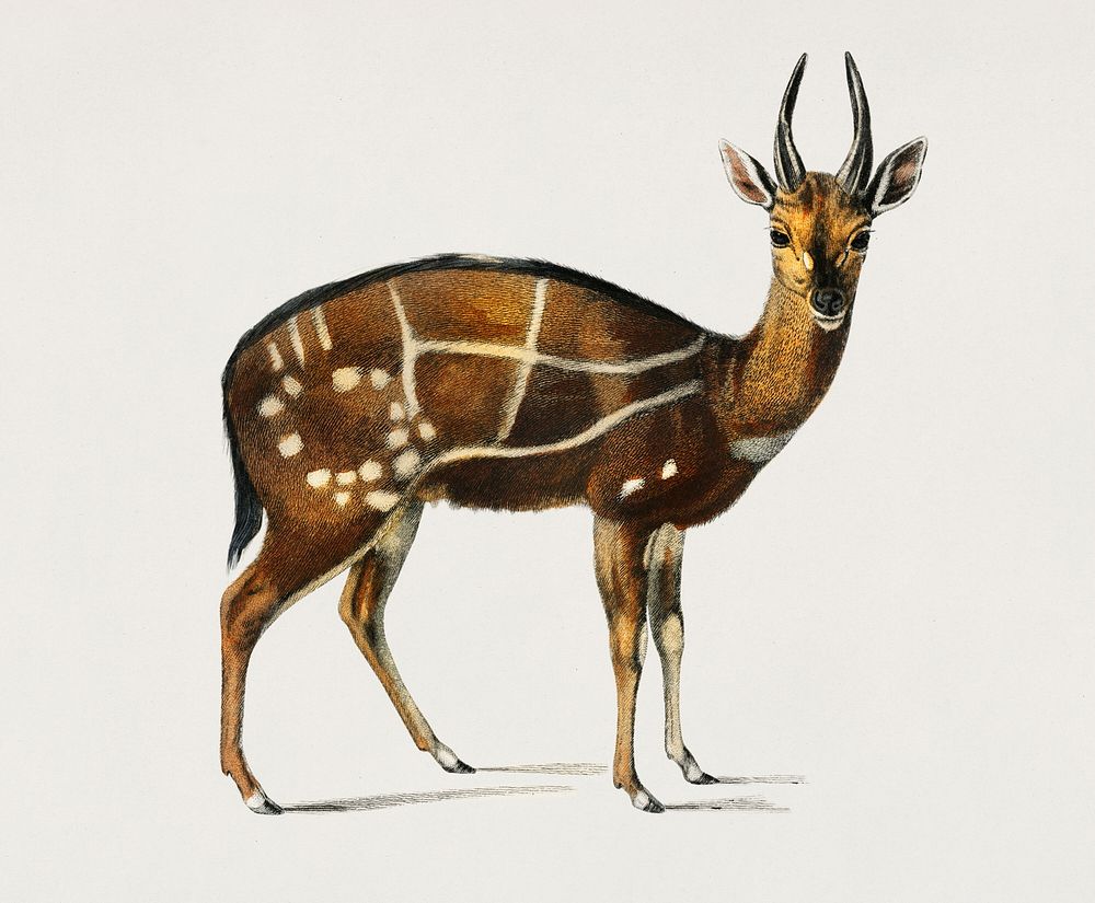 Antilope guib illustrated by Charles Dessalines D' Orbigny (1806-1876). Digitally enhanced from our own 1892 edition of…