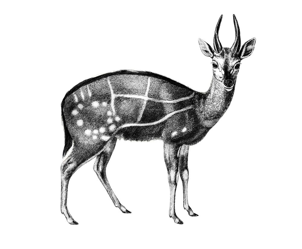 Vintage illustrations of Antilope guib
