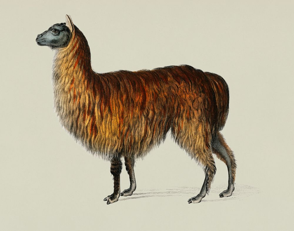 Vintage Illustration of Alpaca.