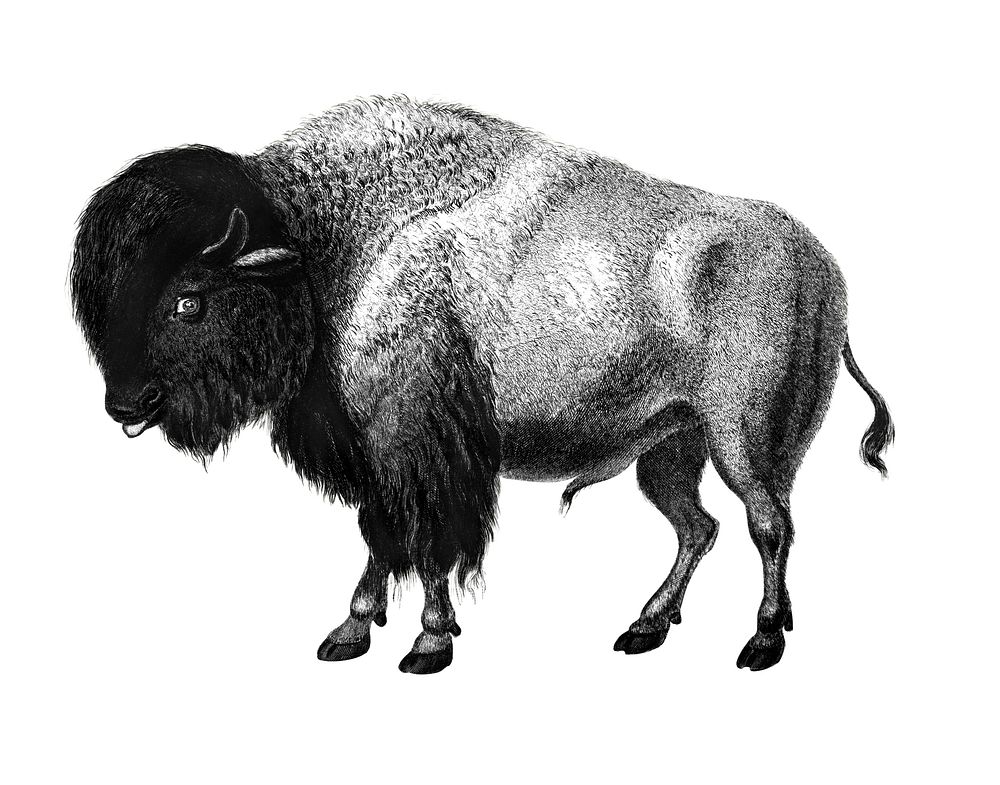 Vintage illustrations of Bison