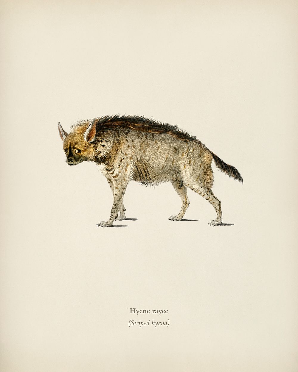 Striped hyena (Hyene rayee) illustrated by Charles Dessalines D' Orbigny (1806-1876). Digitally enhanced from our own 1892…