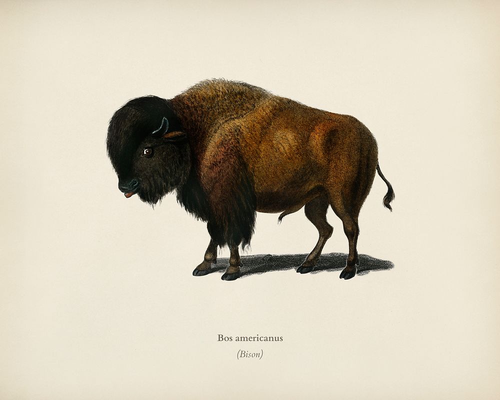 Bison (Bos americanus) illustrated by Charles Dessalines D' Orbigny (1806-1876). Digitally enhanced from our own 1892…