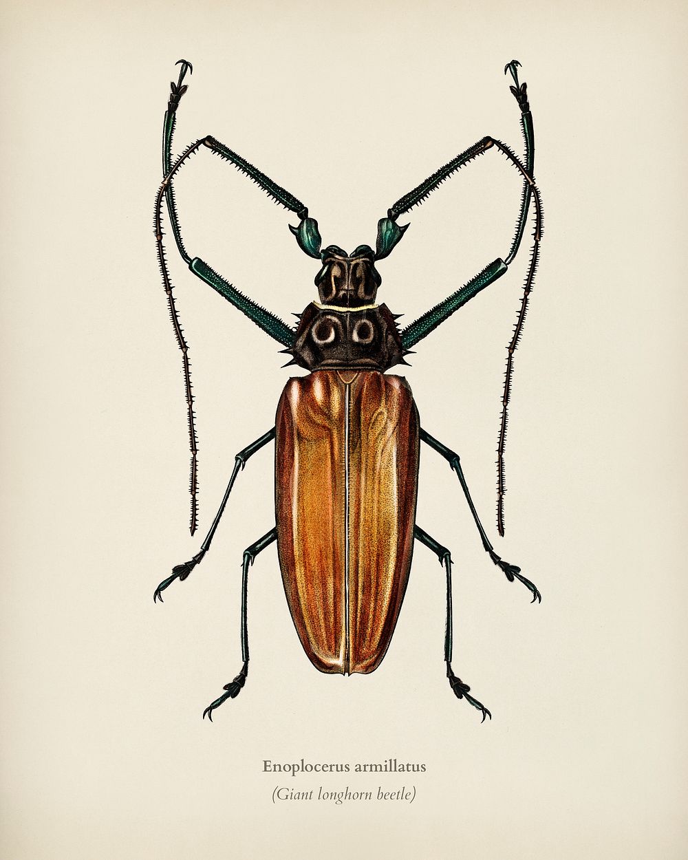 Enoplocerus Armillatus illustrated by Charles Dessalines D' Orbigny (1806-1876). Digitally enhanced from our own 1892…