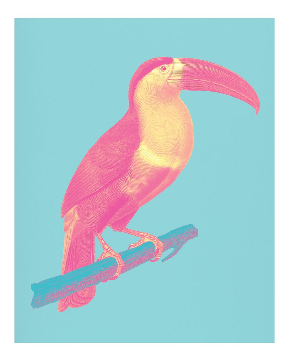 Vintage Toucan (Ramphastos) illustration wall art print and poster.