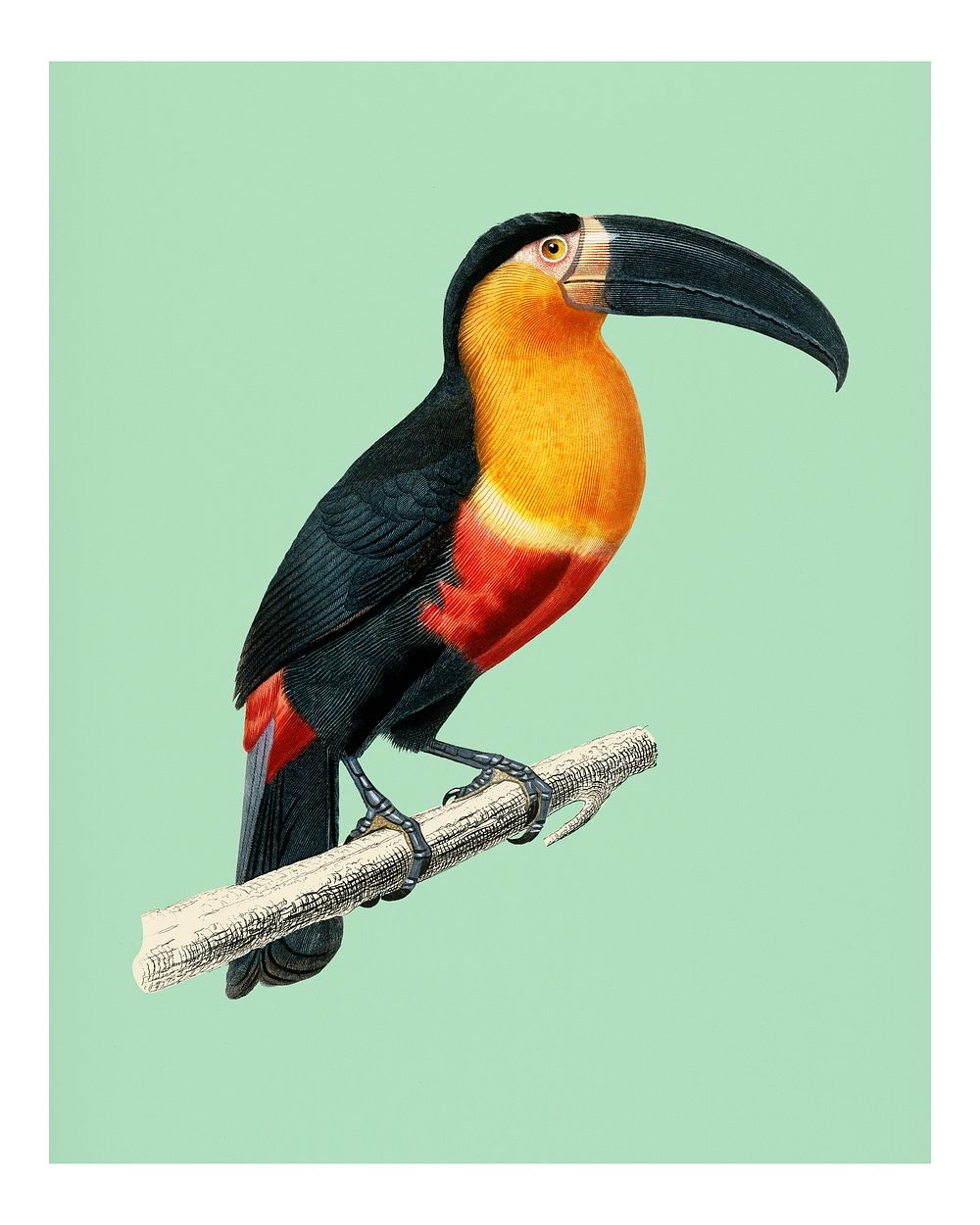 Vintage Toucan (Ramphastos) illustration wall art print and poster.