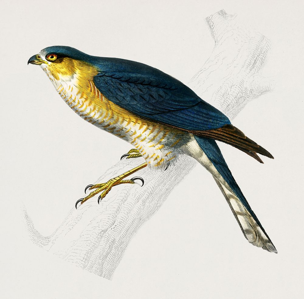 Eurasian sparrowhawk (Accipiter nisus) illustrated by Charles Dessalines D' Orbigny (1806-1876). Digitally enhanced from our…