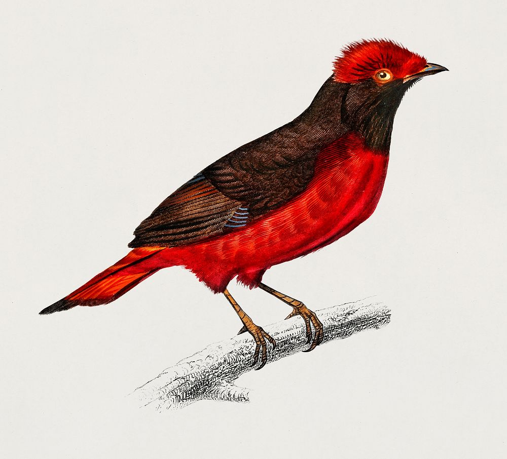 Guianan red cotinga (Phoenicircus carnifex) illustrated by Charles Dessalines D' Orbigny (1806-1876). Digitally enhanced…