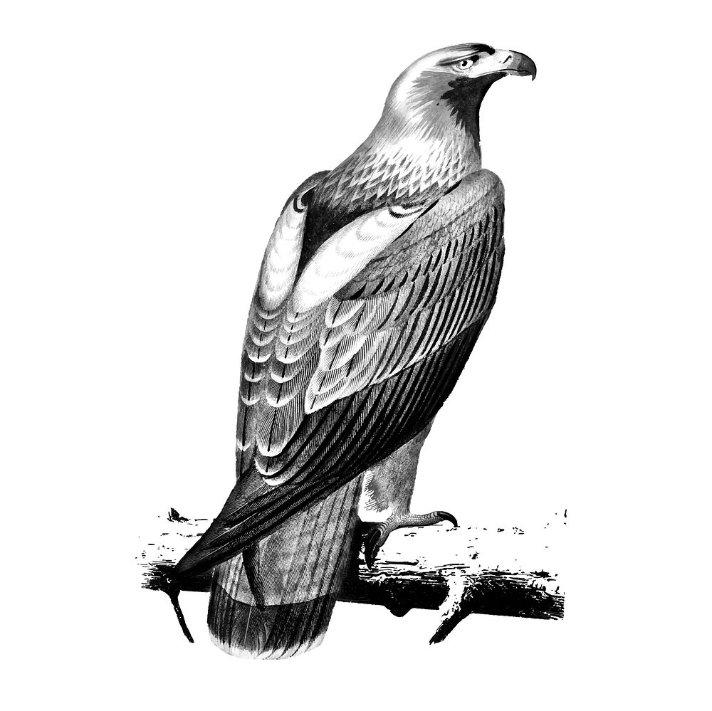 Vintage illustrations of Eastern imperial eagle