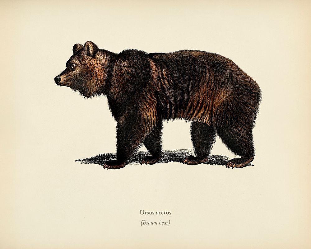 Brown Bear (Ursus Arctos) illustrated by Charles Dessalines D' Orbigny (1806-1876). Digitally enhanced from our own 1892…
