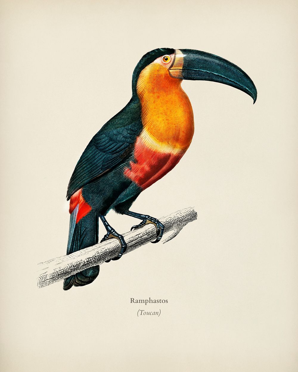 Toucan (Ramphastos) illustrated by Charles Dessalines D' Orbigny (1806-1876). Digitally enhanced from our own 1892 edition…