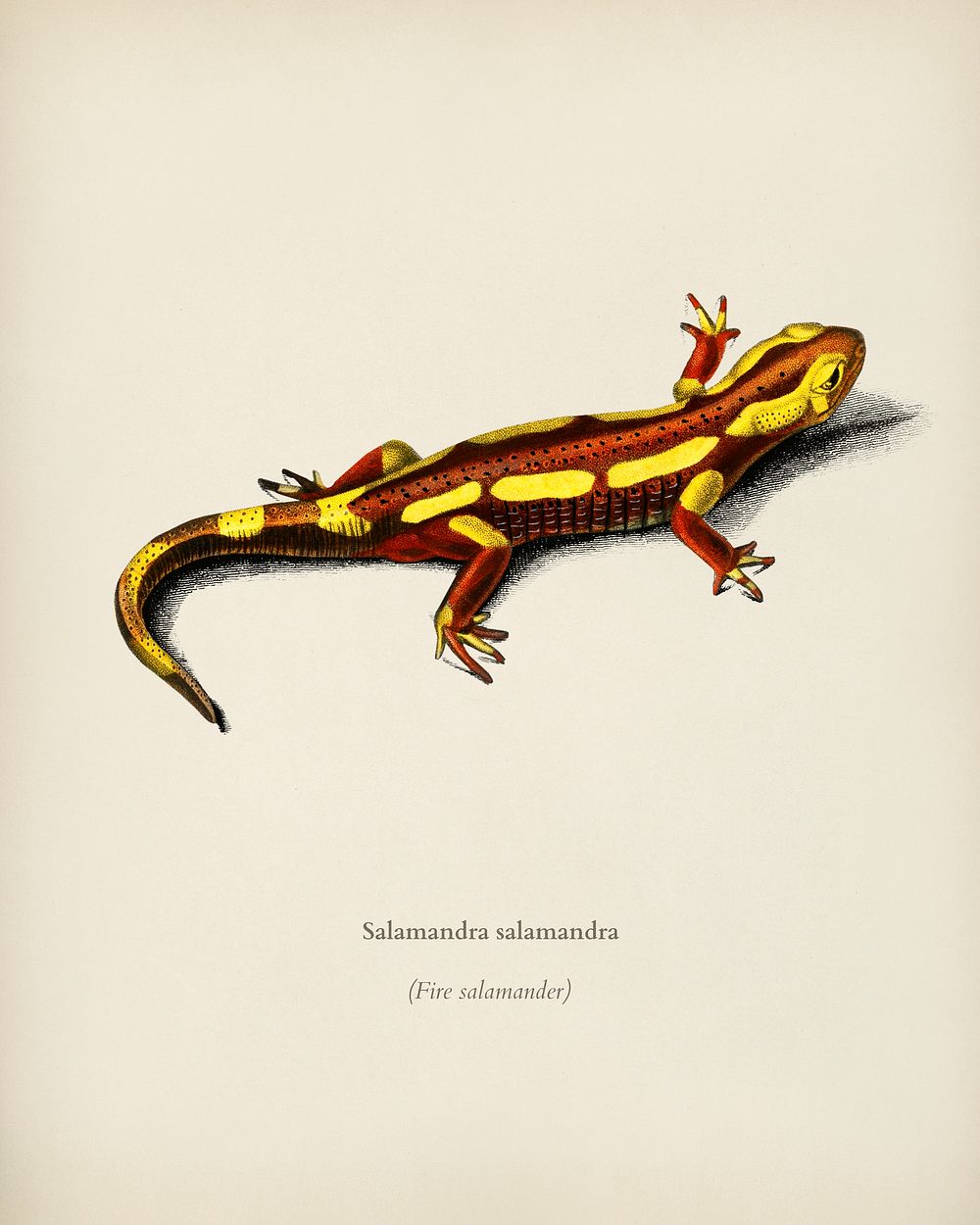 Fire Salamander (Salamandra Salamandra) illustrated by Charles Dessalines D' Orbigny (1806-1876). Digitally enhanced from…
