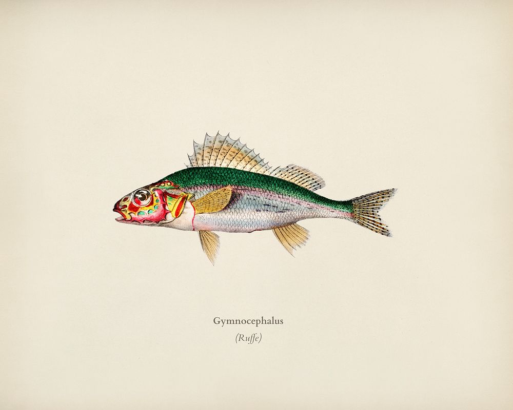 Gymnocephalus illustrated by Charles Dessalines D' Orbigny (1806-1876). Digitally enhanced from our own 1892 edition of…