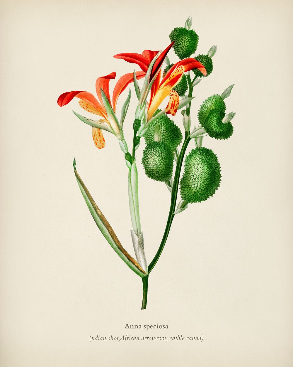 Anna speciosa illustrated by Charles Dessalines D' Orbigny (1806-1876). Digitally enhanced from our own 1892 edition of…