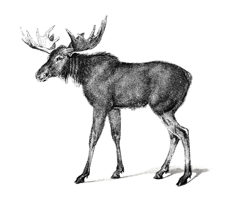 Vintage illustrations of Moose