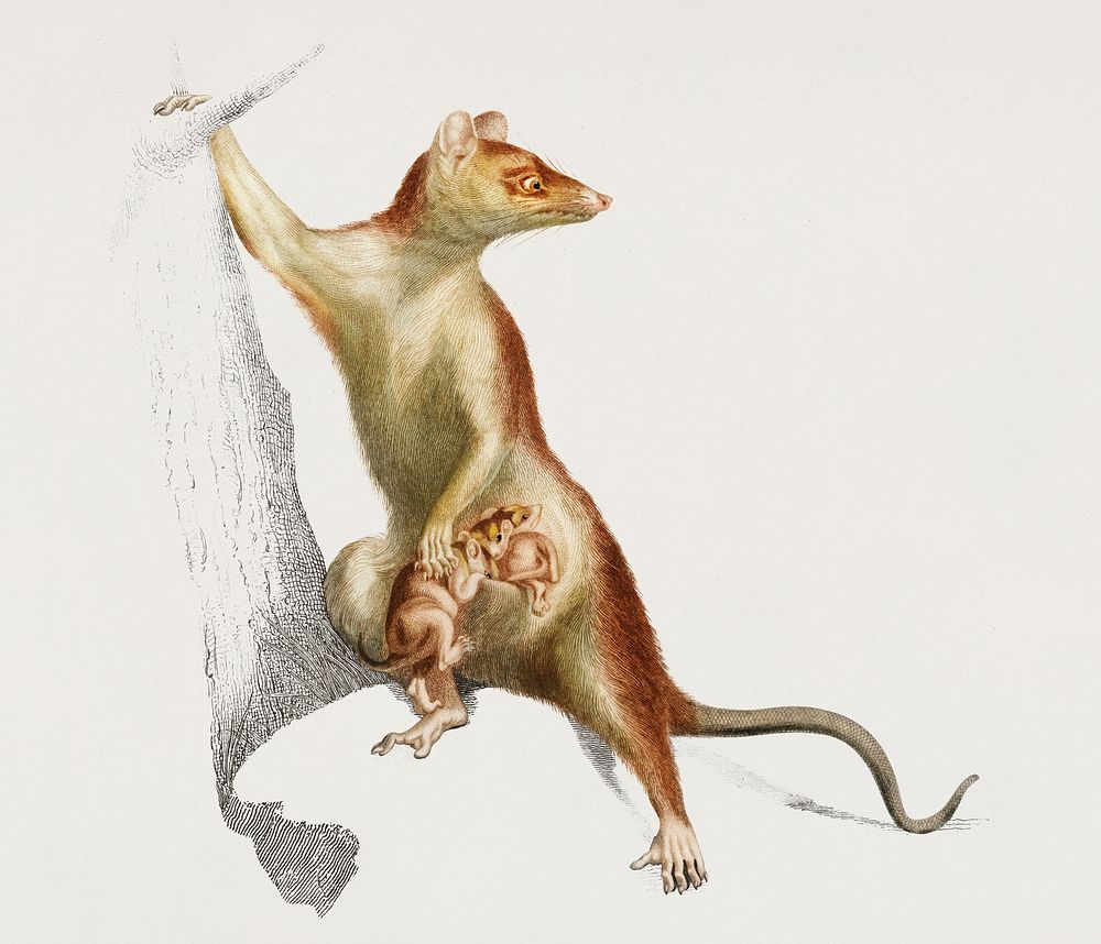 Big-eared opossum (Didelphis aurita) illustrated by Charles Dessalines D' Orbigny (1806-1876). Digitally enhanced from our…