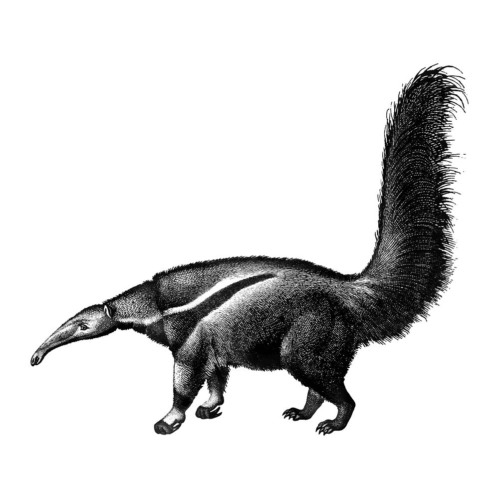 Vintage illustrations of Giant anteater