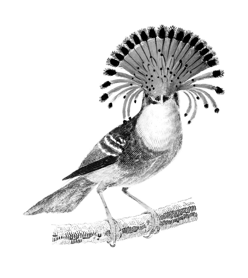 Vintage illustrations of Royal flycatcher
