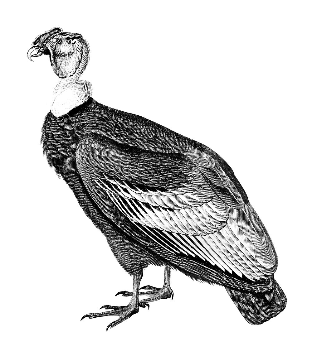 Vintage illustrations of Andean condor