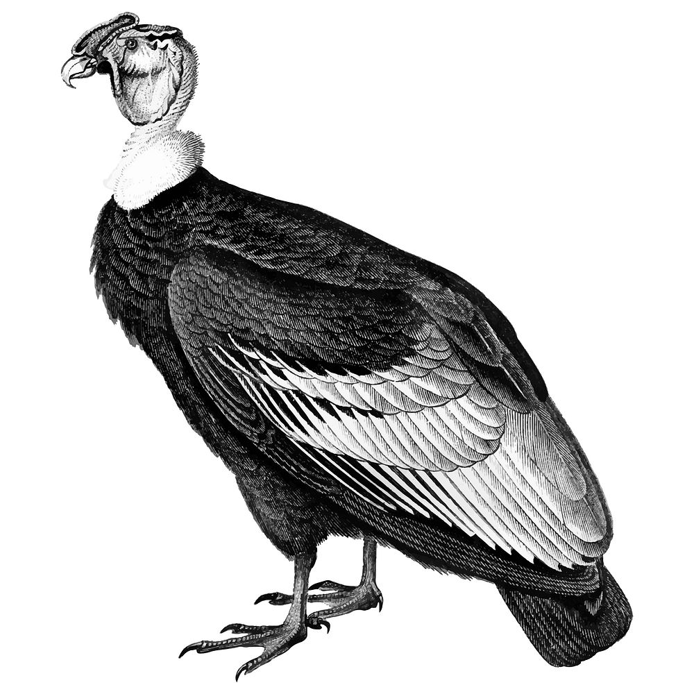 Vintage illustrations of Andean condor