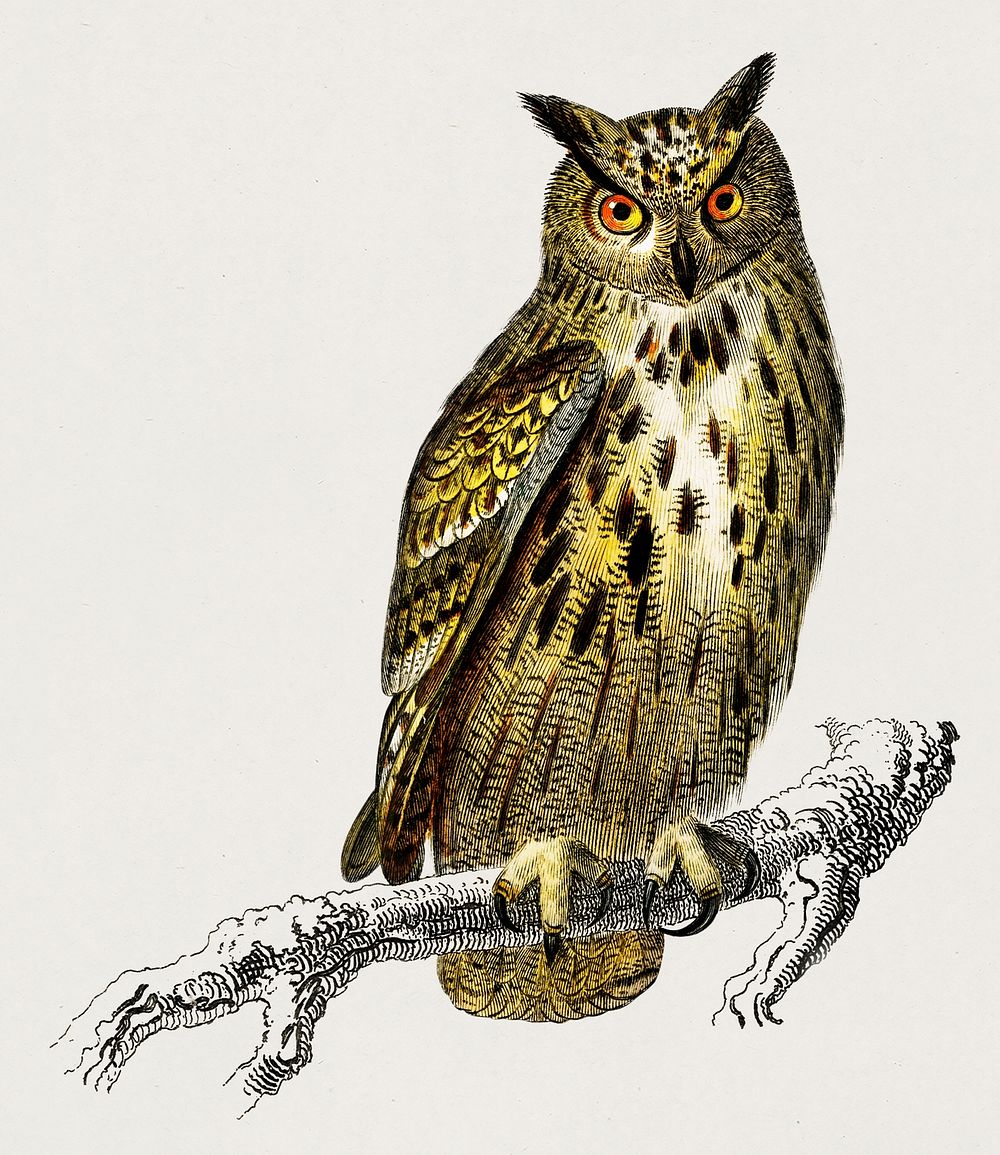 Bubo bubo (Eurasian eagle-owl) illustrated by Charles Dessalines D' Orbigny (1806-1876). Digitally enhanced from our own…