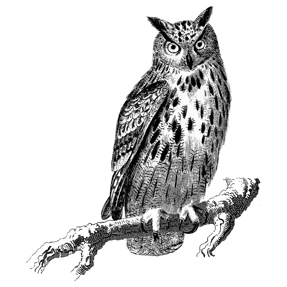 Vintage illustrations of Owl