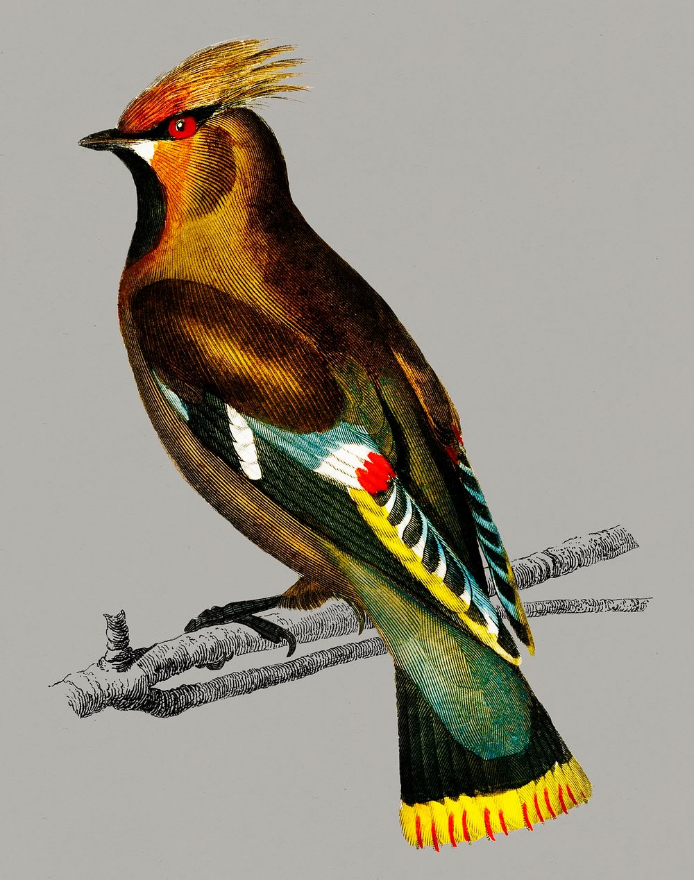 Vintage Illustration of Bohemian waxwing.