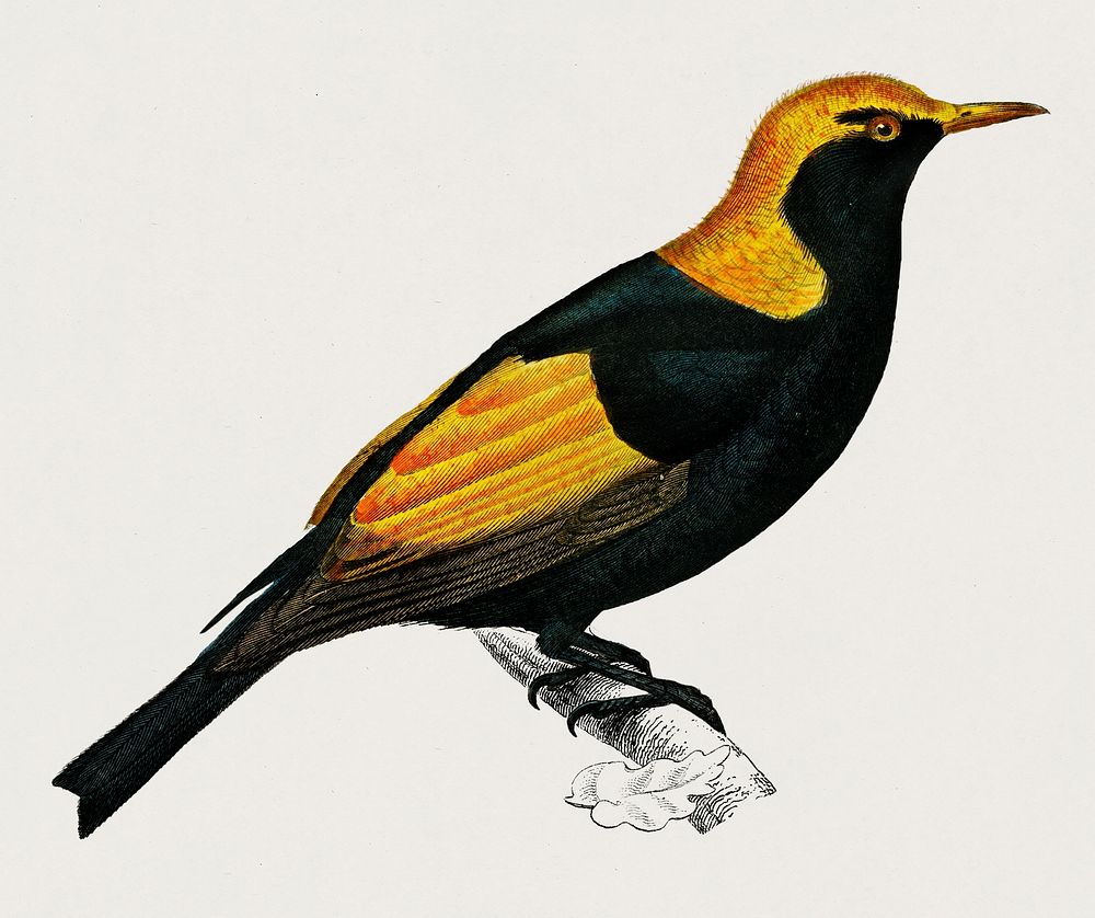 Regent bowerbird (Sericulus chrysocephalus) illustrated by Charles Dessalines D' Orbigny (1806-1876). Digitally enhanced…