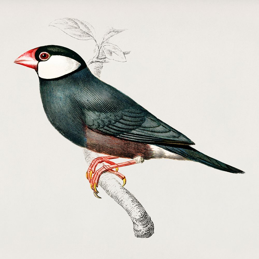 Java Sparrow (Lonchura Oryzivora) illustrated by Charles Dessalines D' Orbigny (1806-1876). Digitally enhanced from our own…