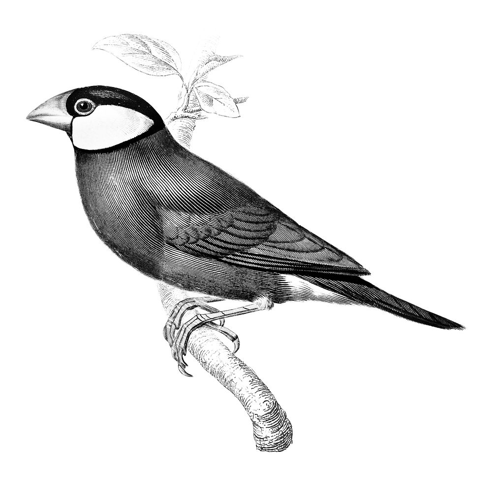 Vintage illustrations of Java Sparrow