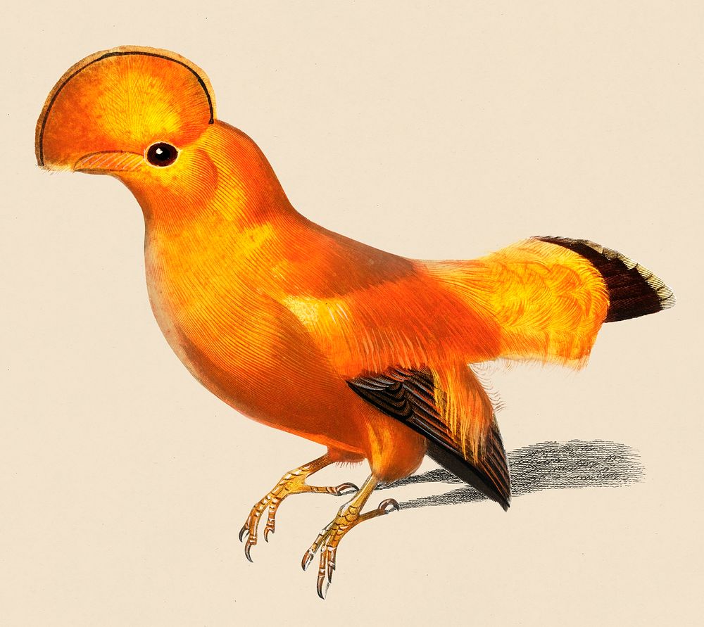 Vintage Illustration of Guianan cock-of-the-rock.