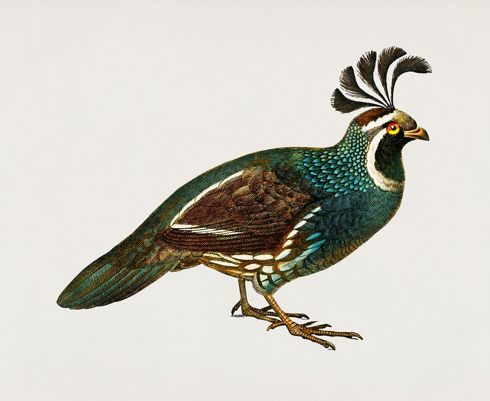 California quail (Callipepla californica) illustrated by Charles Dessalines D' Orbigny (1806-1876). Digitally enhanced from…