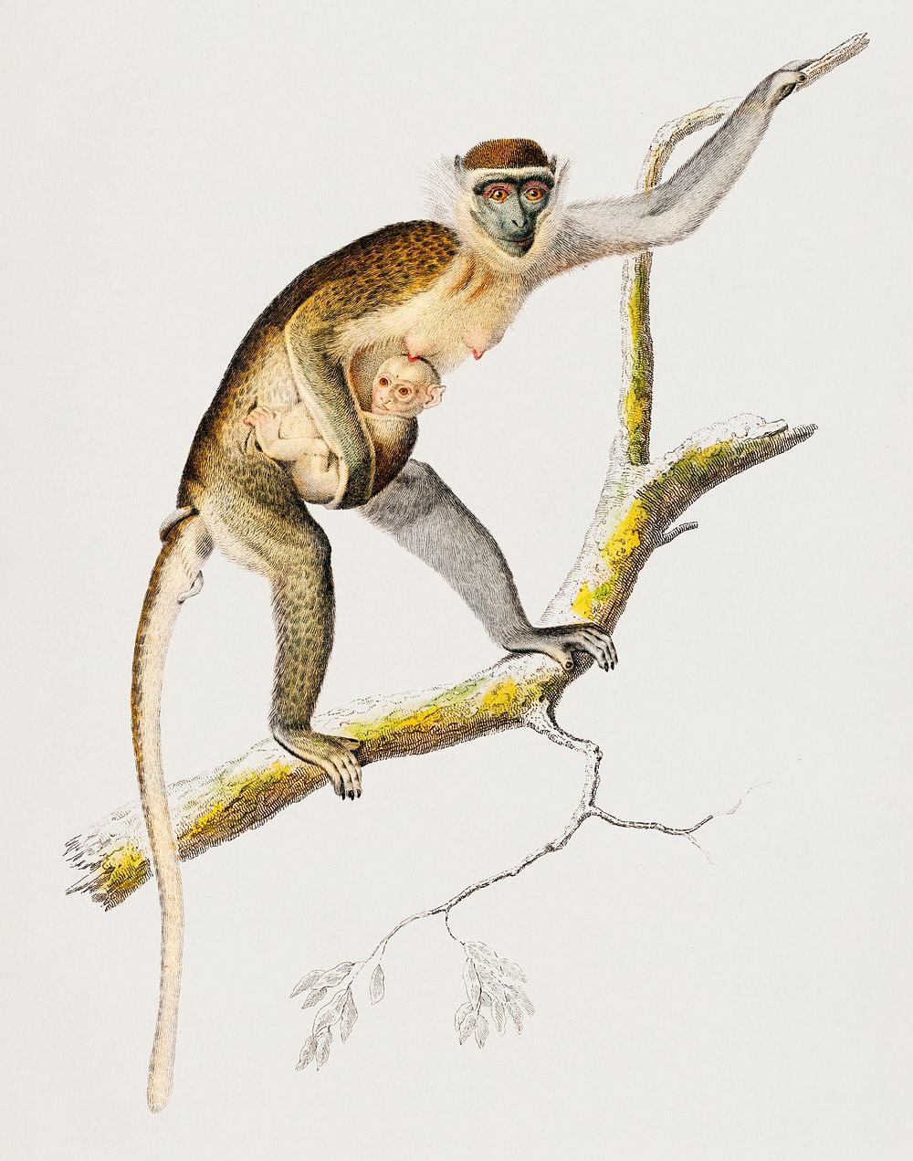 Cercopithecus griseus (Guenon Grivet) illustrated by Charles Dessalines D' Orbigny (1806-1876). Digitally enhanced from our…