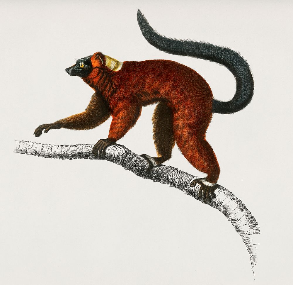 Red ruffed Lemur (Varecia Rubra) illustrated by Charles Dessalines D' Orbigny (1806-1876). Digitally enhanced from our own…