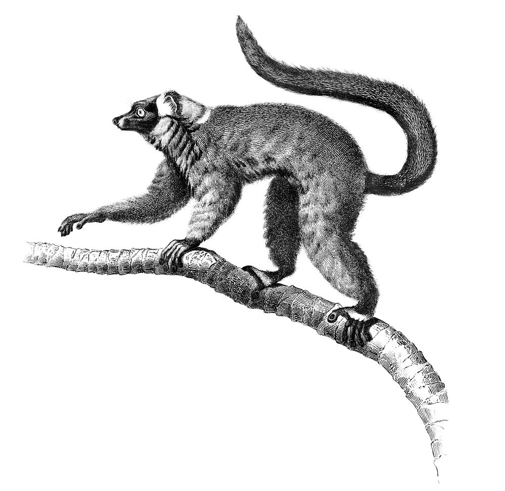 Vintage illustrations of Red ruffed Lemur