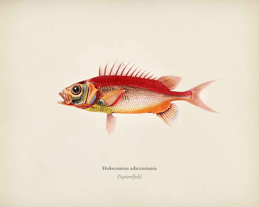 Holocentrus adscensionis illustrated by Charles Dessalines D' Orbigny (1806-1876). Digitally enhanced from our own 1892…