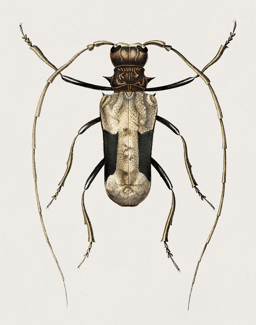 Giant African Longhorn Beetle (Petrognatha gigas) illustrated by Charles Dessalines D' Orbigny (1806-1876). Digitally…