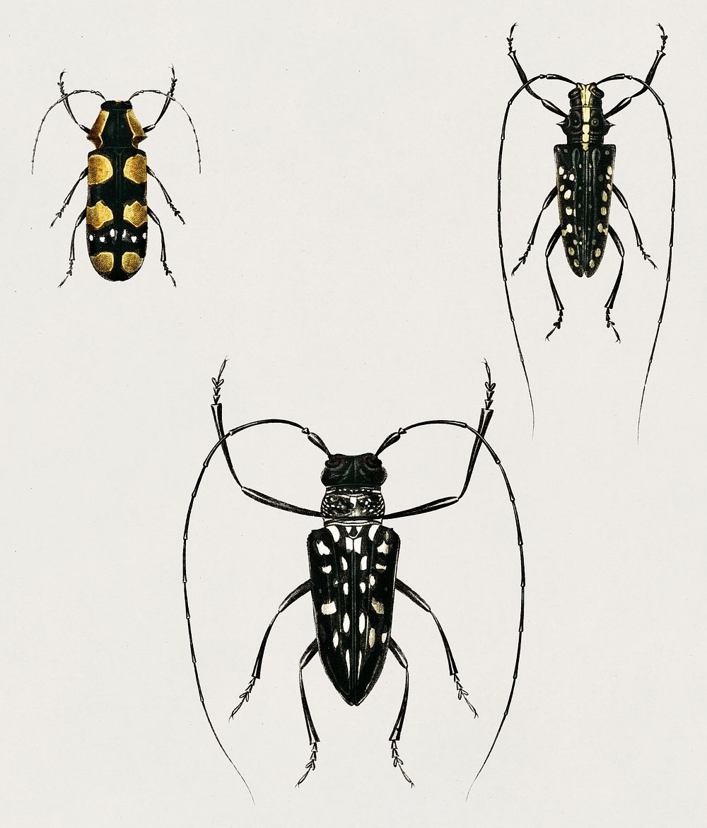 Different types of insects illustrated by Charles Dessalines D' Orbigny (1806-1876). Digitally enhanced from our own 1892…